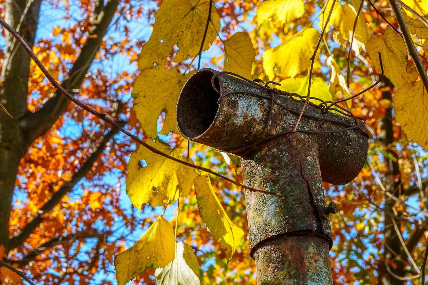 A corroded metal downspout outlet with autumn leaves behind it